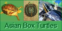Asian Box Turtles