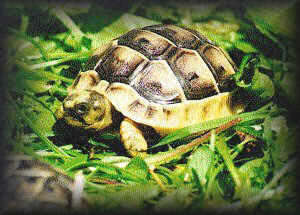 Hatchling Haven
