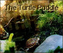 The Turtle Puddle