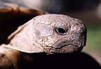 Testudo hermanni